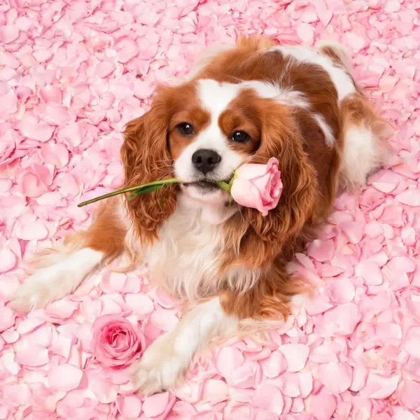 粉色花瓣中持花的查理王小猎犬