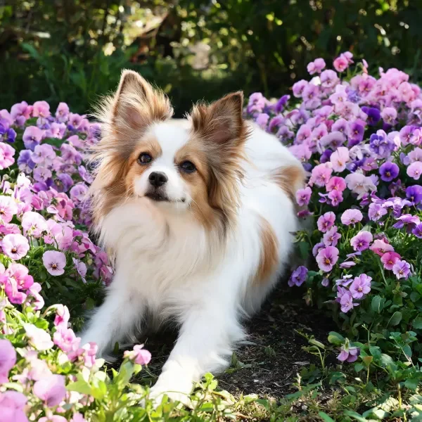 帕尔森罗伊犬安静地躺卧在色彩绚丽的紫粉色花朵间,白色与浅棕色相间的毛发蓬松柔软。