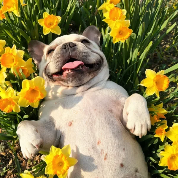 法国斗牛犬躺卧，浅色被毛与周围鲜艳黄色水仙花的色彩形成对比，嘴巴张开露出舌头，呈现放松状态。