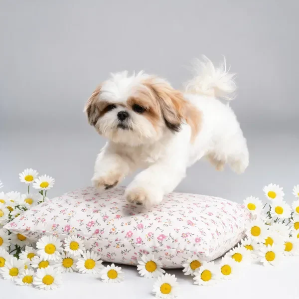 西施犬白色与浅棕色毛发覆盖,正跃过带有小花的靠垫,周围环绕着白色雏菊。