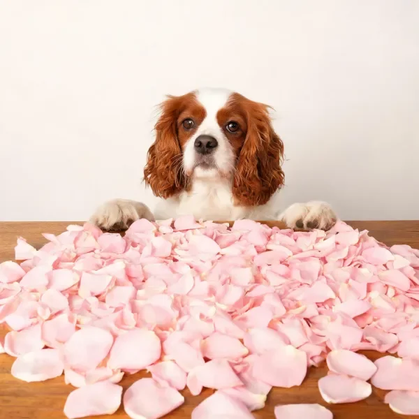 可卡犬安静趴在木桌后,前爪搭在桌面,周围是柔软的粉色玫瑰花瓣。