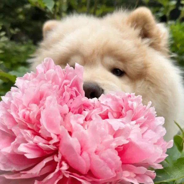 一只毛色洁白的西施犬半掩身于大朵粉色花卉之中，蓬松柔软的白色毛发与鲜艳花瓣形成对比。