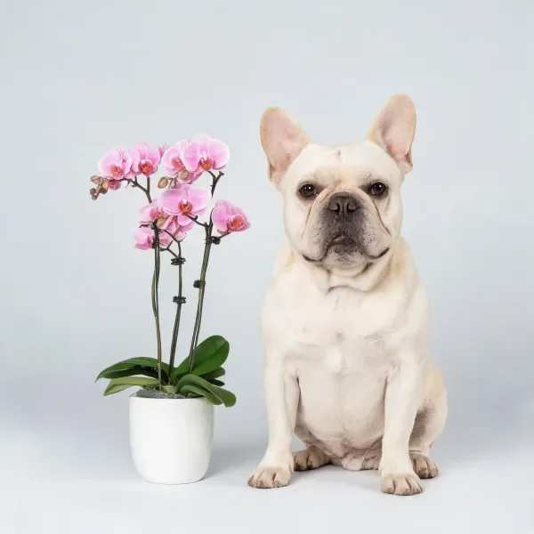 法国斗牛犬与粉色蝴蝶兰的静物展示
