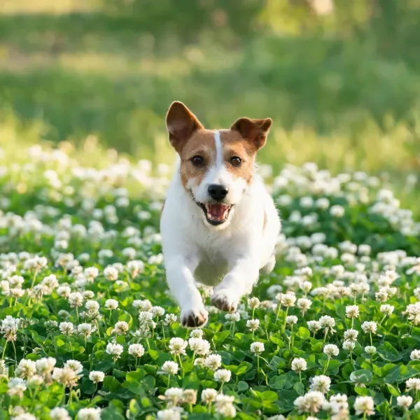 杰克罗素梗犬奔跑时,棕白相间的毛发在阳光下清晰可见,爪子附近沾着少量白色花粉。
