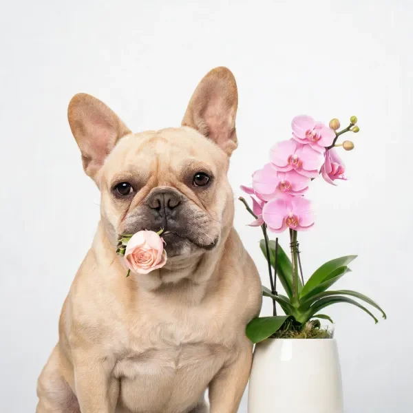 法国斗牛犬嘴里叼着淡粉色玫瑰花，身旁是盛开的粉色兰花，背景为纯白色。