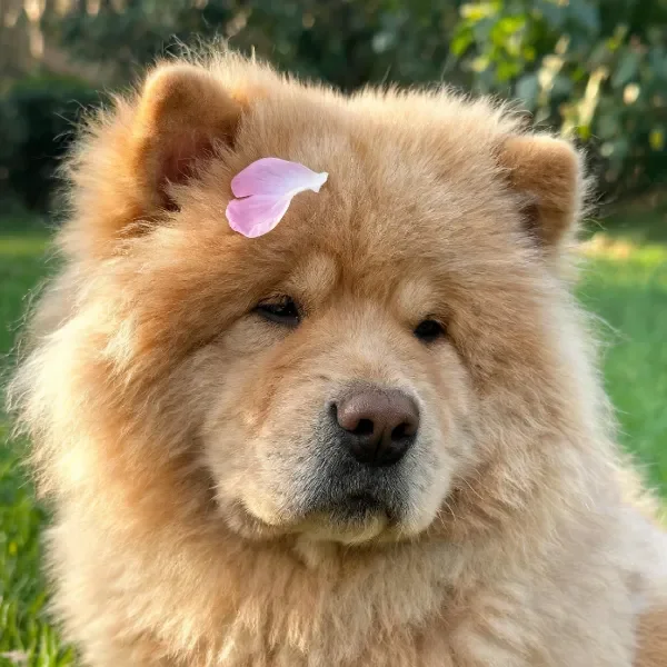 松狮犬头顶停着一片淡粉色花瓣，金棕色毛发蓬松柔软。