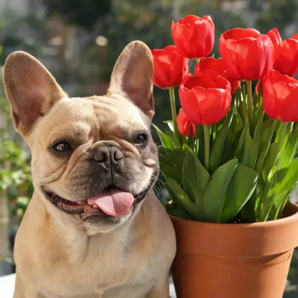 法国斗牛犬面带微笑，伸出的粉色舌头伸出，身旁陶制花盆里的红色郁金香盛开，花瓣饱满有光泽。