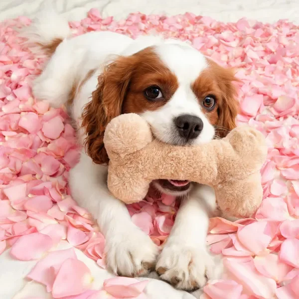 查理王猎犬嘴里叼着浅棕色毛绒骨头玩具,白色与红色毛发在粉色花瓣背景前清晰可见。
