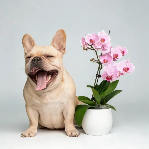 法国斗牛犬嘴巴张开,舌头伸出,身旁白色容器内有粉色兰花,浅棕色皮毛柔软顺滑。