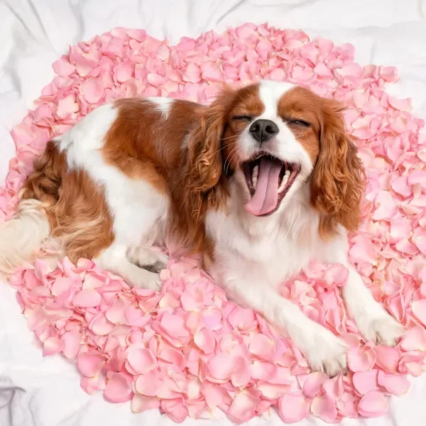 查理王小猎犬躺在粉色玫瑰花瓣上,嘴巴张开露出牙齿和舌头。