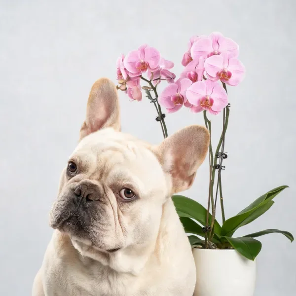 法斗牛犬与粉色蝴蝶兰同框特写