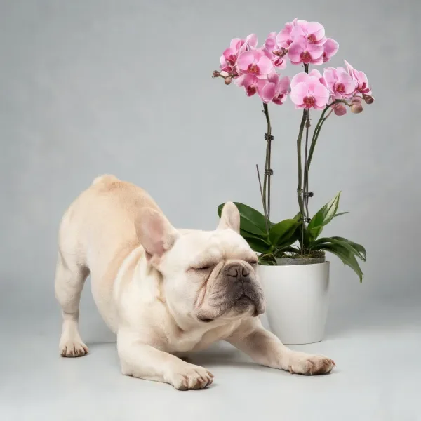 一只白色的法斗犬安静浅色被毛贴附在身上,身旁是盛开的粉色蝴蝶兰,花朵饱满且色彩鲜艳。
