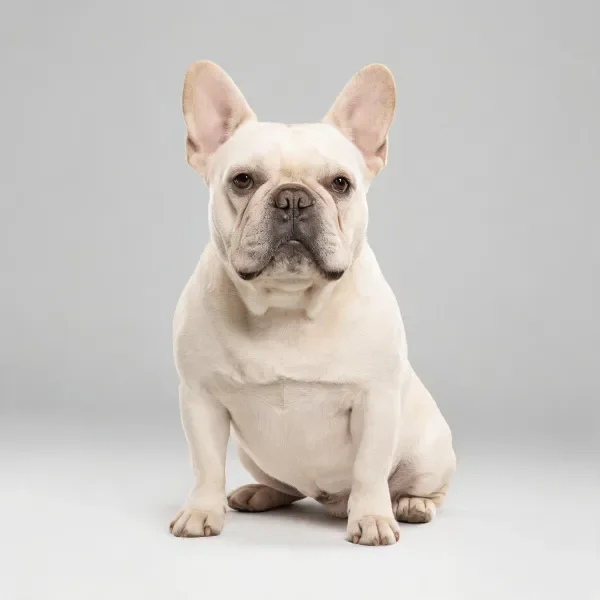 一只白色的法国斗牛犬安静地坐在简洁的浅灰色背景前，展现出其短鼻和竖立的耳朵特征。