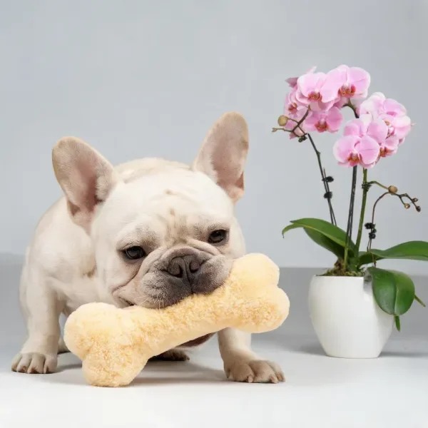法国斗牛犬用嘴巴叼着浅黄色的绒质骨头玩具,耳朵竖起,面部表情专注。