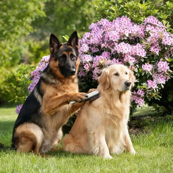 德国牧羊犬用梳子梳理金毛犬的毛发,金毛犬安静配合,背景有紫色杜鹃花丛。