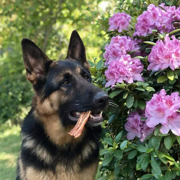 德牧犬口中叼着肉条,黑棕相间的毛发在光下清晰可见。