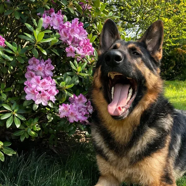 德国牧羊犬张开嘴巴露出湿润的粉色舌头,身旁是盛开的粉色花卉。