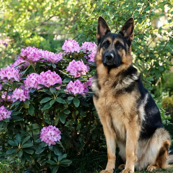 德国牧羊犬安静地坐着,黑棕相间毛发清晰,身旁盛开的绣球花色彩明艳。