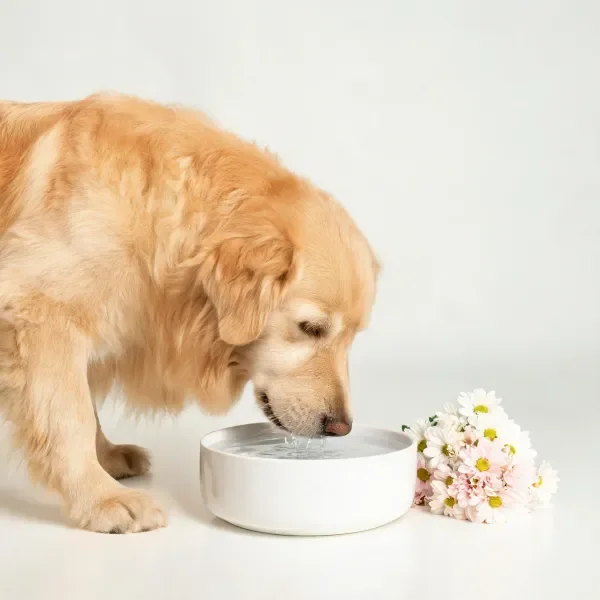 金毛寻回犬低头将嘴贴近白色碗，浅金色毛发湿润，身旁是色彩明快的鲜花。