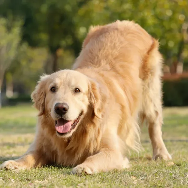 金毛寻回犬嘴巴张开,浅金色蓬松毛发贴在脸部周围,姿态放松。