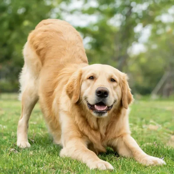 金毛犬伸展姿态,金黄柔软的长毛贴在草地上,嘴巴张开露出牙齿。