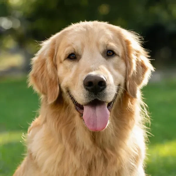 金毛寻回犬户外特写展现