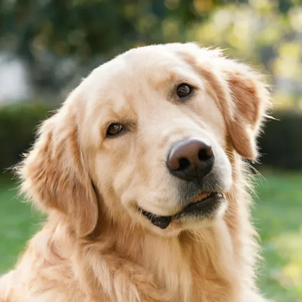 一只金毛寻回犬,浅金色毛发顺滑贴附在头部,黑色鼻头清晰可见。