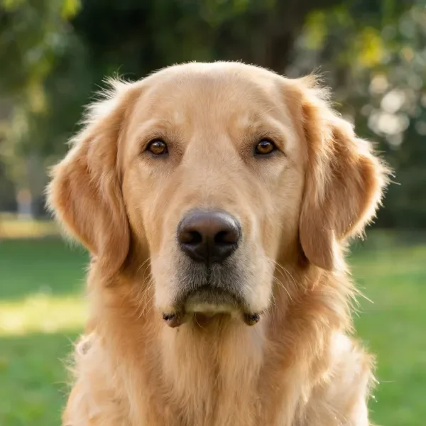 一只金毛寻回犬，浅金色毛发柔软顺滑，处于户外环境中。