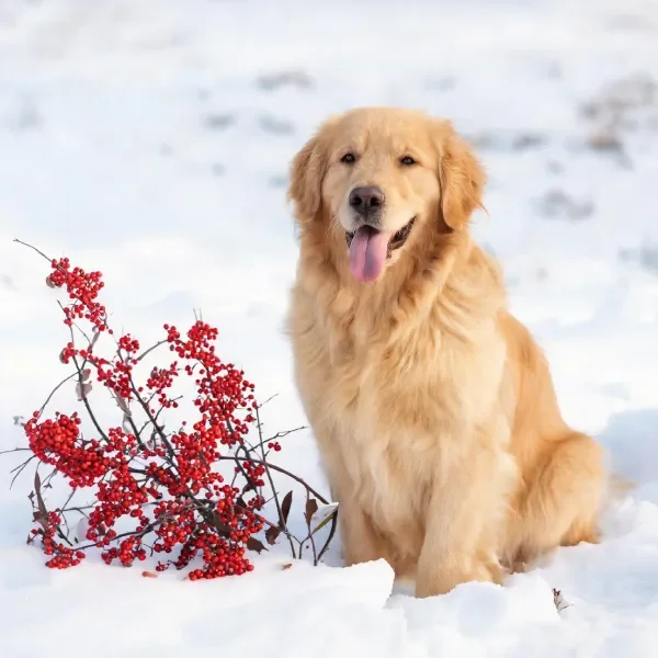 金毛寻回犬坐在雪地上，身旁是带有红色浆果的灌木枝，毛发蓬松柔软。