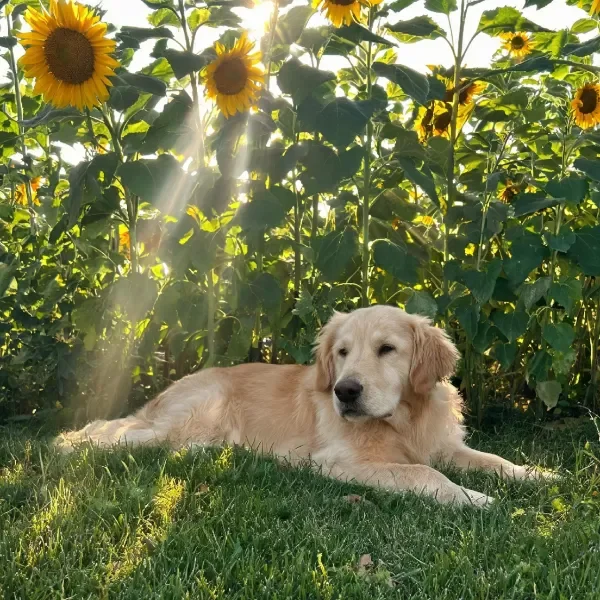 金毛犬安静趴卧在向日葵花丛中,浅金色毛发在阳光下显得柔软蓬松。