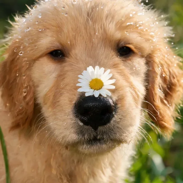 金毛幼犬鼻端花饰特写