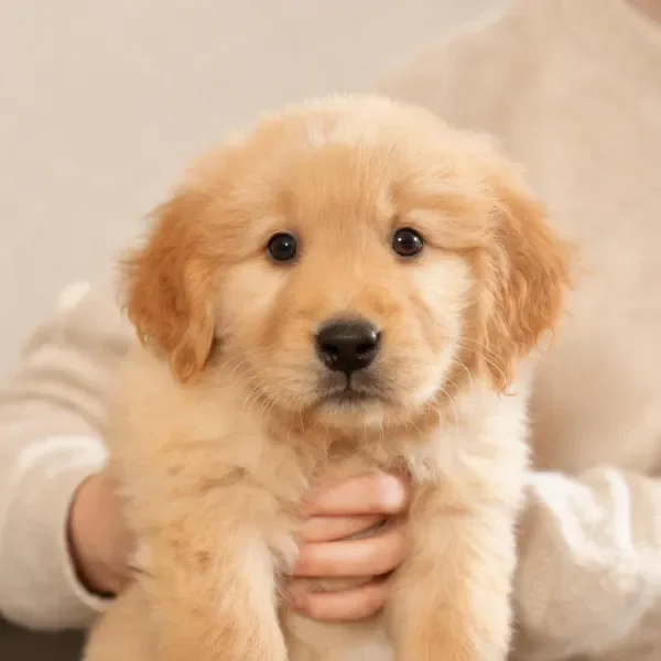 金毛寻回犬幼犬,浅金色蓬松毛发覆盖全身,黑色鼻头清晰可见。