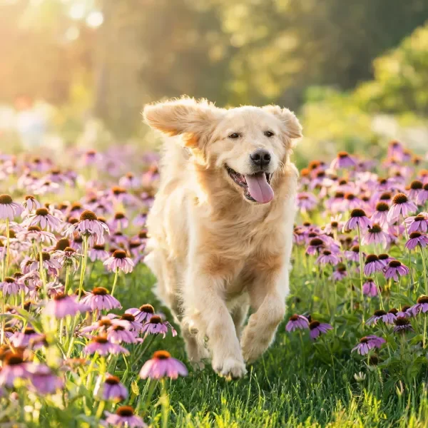 金毛寻回犬在紫色锥形菊花丛中奔跑,浅金色毛发蓬松柔软。