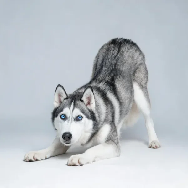 西伯利亚雪橇犬蓝眼睛与灰白毛发在简洁背景下伸展姿态。