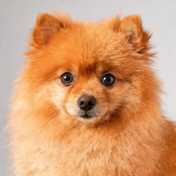 博美犬特写呈现,浅棕色蓬松毛发覆盖全身,黑色眼瞳明亮清澈。