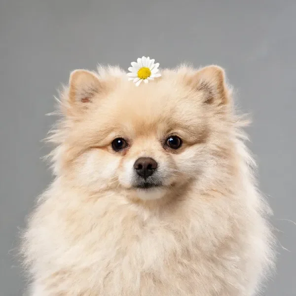 Pomeranian犬头顶有一朵白色的雏菊花,毛发蓬松且颜色为浅米色。