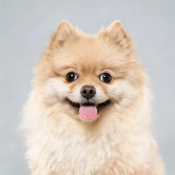 这是一只博美犬，有着蓬松的浅棕色毛发，嘴巴张开露出粉色的舌头。