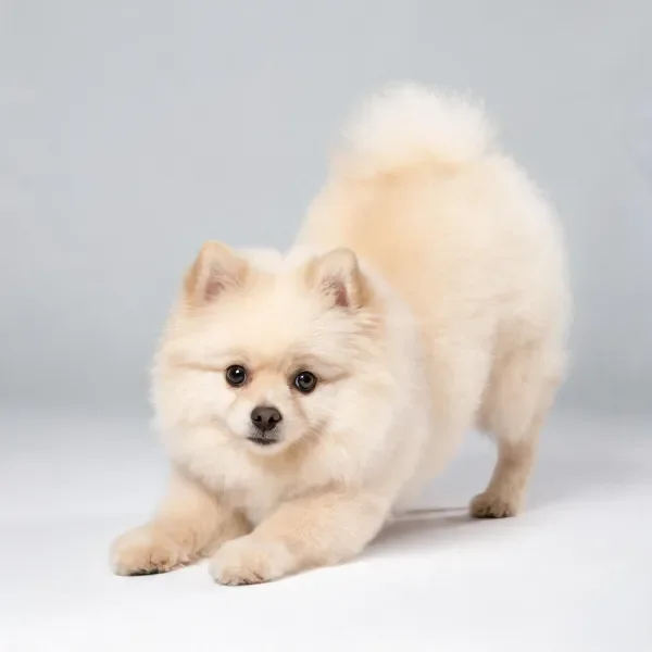 博美犬有着蓬松的奶油色毛发,前爪向前舒展,耳朵竖立,眼睛明亮。