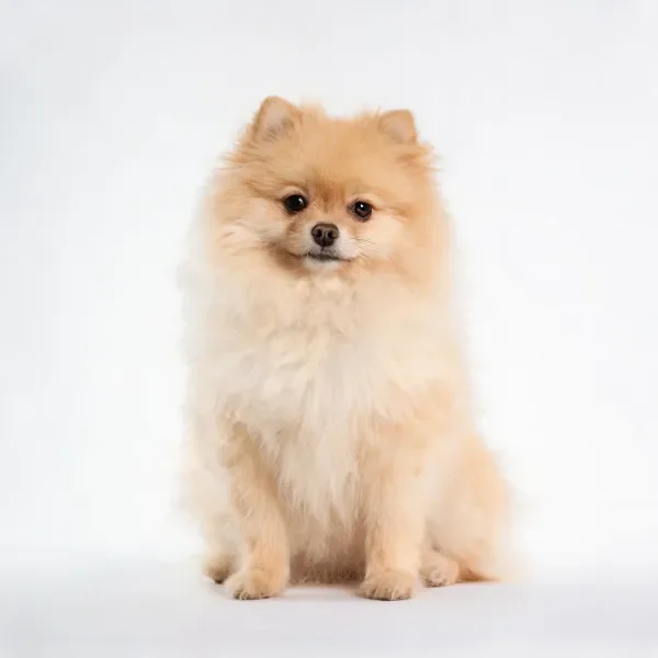 一只博美犬,拥有蓬松的金色毛发,正安静地坐在白色背景前,毛发柔软顺滑。