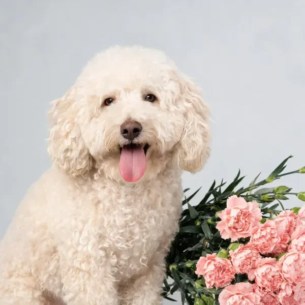 画面中是一只卷毛贵宾犬混种犬,它有着蓬松洁白的卷曲毛发,嘴巴张开露出粉红色舌头,身旁是一束粉色康乃馨。