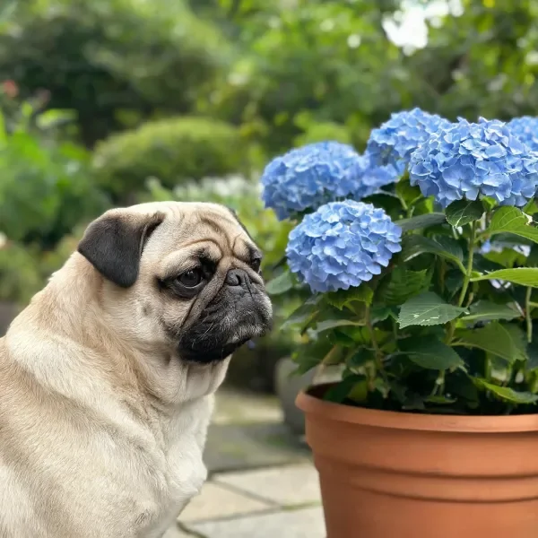 巴哥犬浅棕色皮毛,黑色面部斑纹清晰可见,正专注凝视蓝色绣球花的细节。