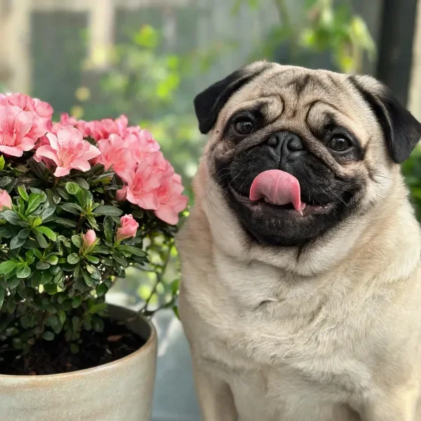 法国斗牛犬吐舌露齿,带有黑色斑纹的浅棕色皮毛,身旁是盛开的粉色花卉盆栽。