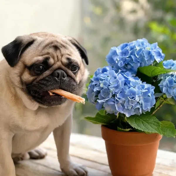 法国斗牛犬嘴里叼着橙色食物，身旁是蓝色绣球花，面部有黑色斑纹。