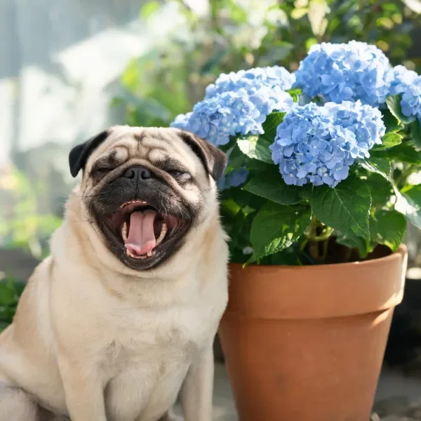 一只法国斗牛犬张着嘴打哈欠，浅黄色被毛搭配面部深色褶皱，身旁是蓝色绣球花簇拥的陶制花盆。
