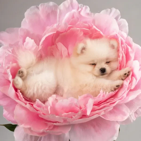 博美幼犬安静地躺在一朵盛开的粉色牡丹花中心处,蓬松洁白的毛发与粉色花瓣形成鲜明对比。