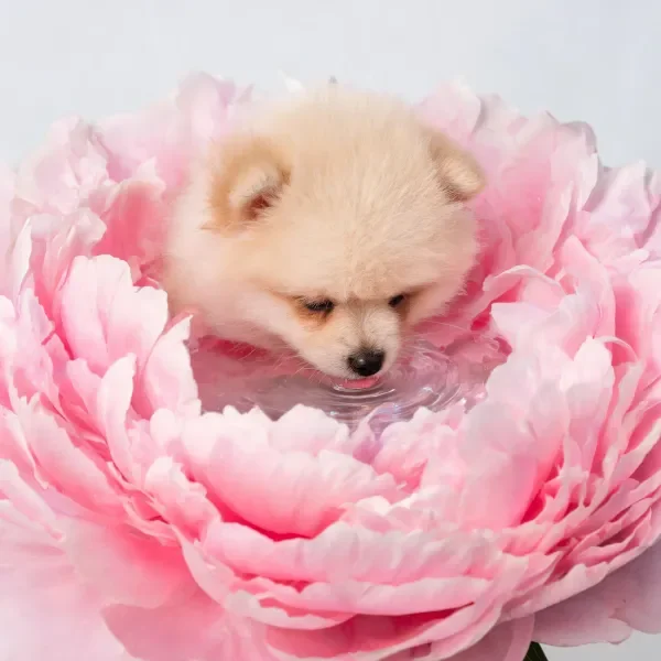 博美犬低头靠近水面,浅黄色蓬松毛发与粉色牡丹花瓣形成鲜明对比。