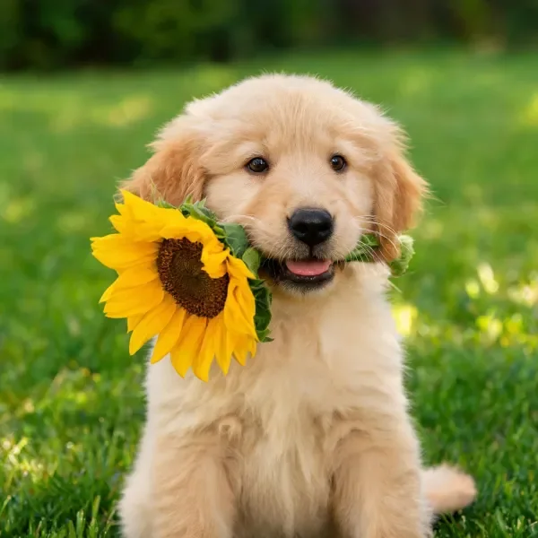 金毛寻回犬叼着黄色的向日葵,毛发柔软蓬松贴在身上。