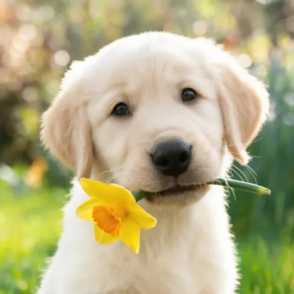 拉布拉多犬叼黄花户外特写