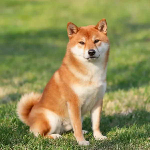 柴犬安静地坐在草地上,暖棕色与白色相间的毛发清晰可见。