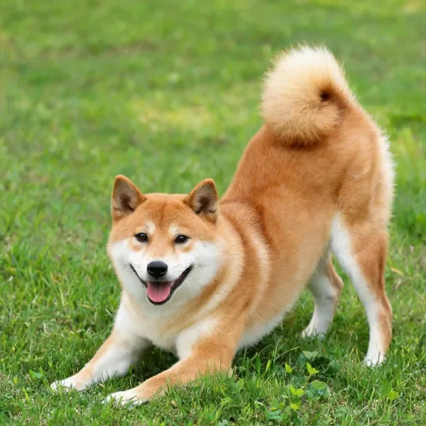 柴犬在草地上舒展身体,浅棕色毛发蓬松且尾巴高高翘起。